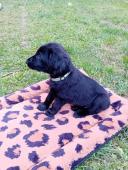 štěňátka Flat Coated Retriever