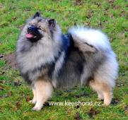 Německý vlčí špic Keeshond štěňata s PP FCI