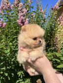 Pomeranian
