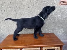 štěňátko Flat Coated Retriever