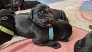 Flat coated retriever - štěňata s PP