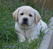 Žlutý pejsek labrador retrievera s PP
