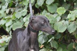 whippet - společník