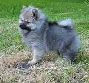 Německý špic trpasličí s PP FCI ne pomeranian