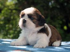 Shih-tzu , ši-tzu štěňátka s PP FCI