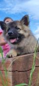 Vlčí špic / keeshond