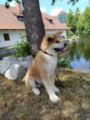 Akita inu s PP