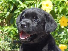 Štěňátka labradorský retriever s PP