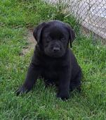 Černá štěňátka labradora s PP