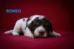 Lagotto Romagnolo - štěňátka s PP