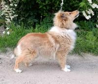 Sheltie - šeltie - šetlandský ovčák