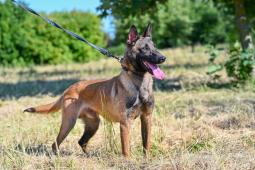 Belgický ovčák malinois