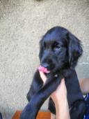 štěňátka Flat Coated Retriever