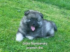 Německý vlčí špic Keeshond štěňata s PP FCI