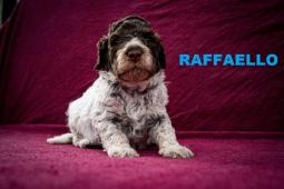 Lagotto Romagnolo - pejsci s PP