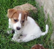 Jack Russell teriér poslední fenka a 2 pejsci s PP