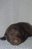 Australská kelpie pejsci s PP FCI