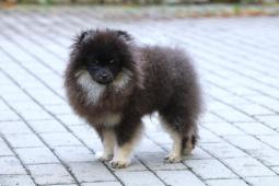 Pomeranian s PP FCI