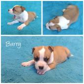 Barry