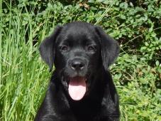 Štěňátka labradorský retriever s PP