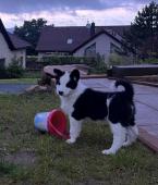 Náhľad