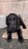 štěňátka Flat Coated Retriever