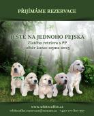 Pejsek  štěňátko  Zlatý retrívr s PP -k rezervaci