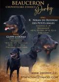 Beauceron - francouzský ovčák