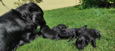 Flat Coated Retriever