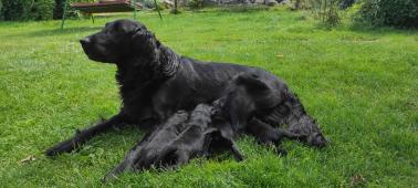 Flat Coated Retriever