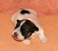 Jediná fenka Jack Russell teriéra s PP k rezervaci