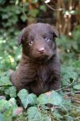 Australská kelpie pejsci s PP FCI  ihned k odběru
