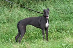 whippet - společník