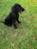 štěňátko Flat Coated Retriever