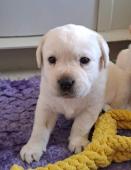 Smetanová štěňátka labradora s PP