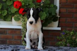 Akim - Keen Akim Shelbyamstaff