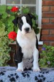 Argo - Keen Argo Shelbyamstaff
