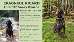 Pikardský ohař, Epagneul Picard