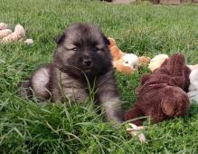Německý špic vlčí/keeshond prodám štěňata s PP