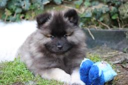 Německý špic vlčí/keeshond prodám štěňata s PP