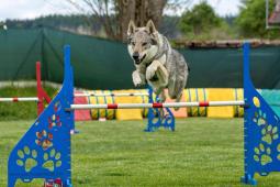 Medy agility