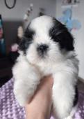 Štěňátka Shih-tzu s PP