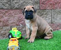 Bulmastif bullmastiff  bullmastif bulmastiv