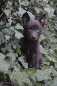 Australská kelpie pejsci s PP FCI