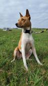 Basenji je elegantní lovec