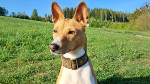 Basenji je příjemný společník