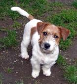Jack Russell teriér – 4,5měs. pejsek s PP k odběru
