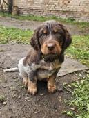 Epagneul Picard, Pikardský ohař