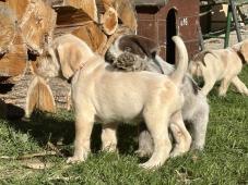 Italský spinone štěně