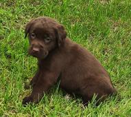 Nabídka hnědého štěněte labradorského retrievera